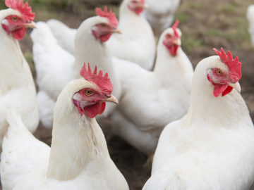 Two Million Chickens To Be Slaughtered Due To Lack of Workers